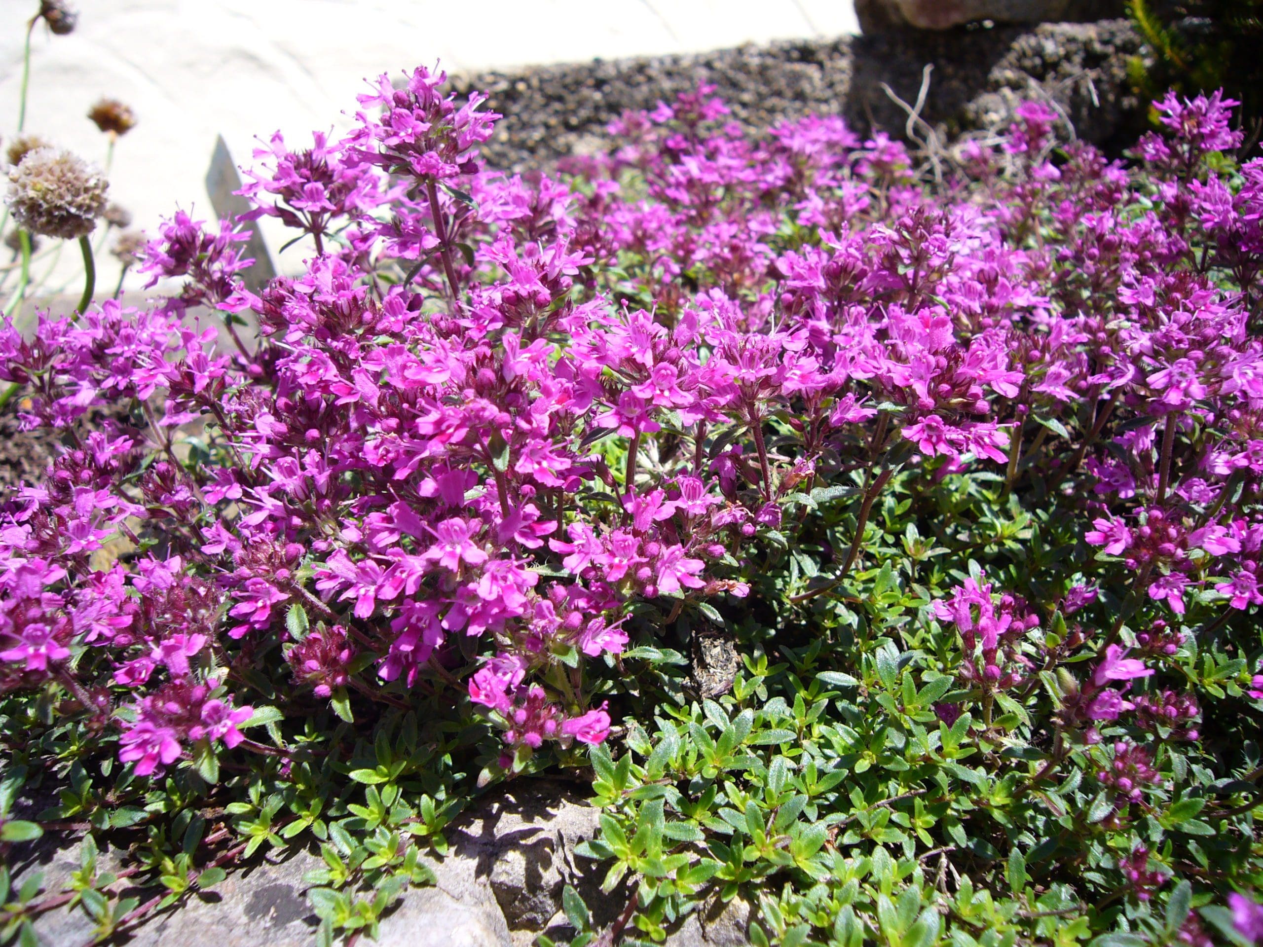Creeping Red Thyme Prairie Gardens