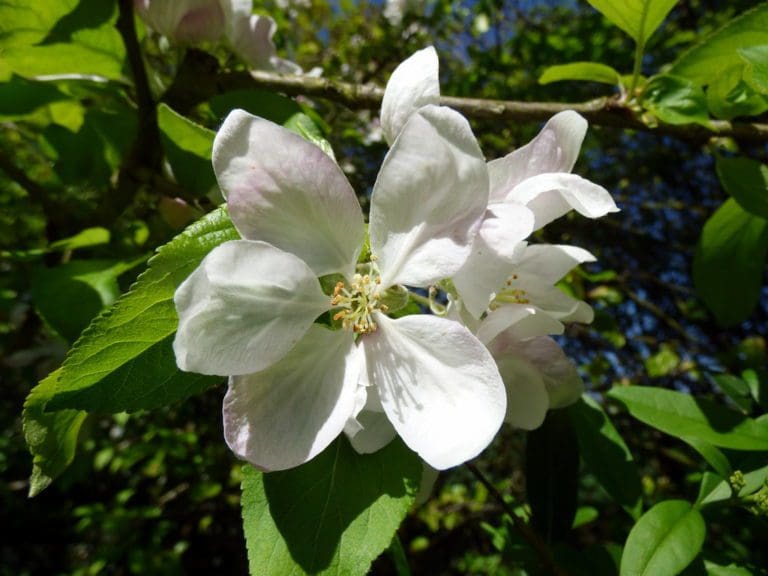 Rosthern Siberian Crabapple - Prairie Gardens