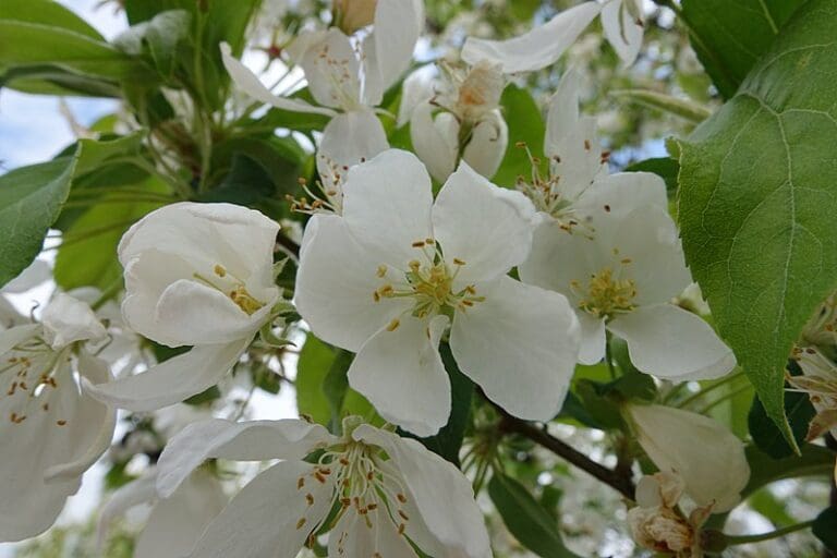 Rootstock Siberian Crabapple Prairie Gardens