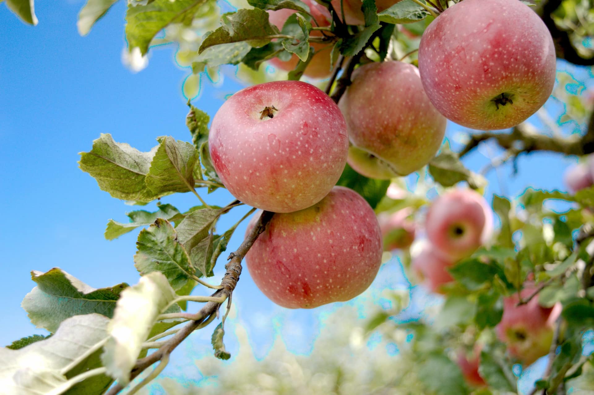 Featured image for “Precocity (Apples) 10 Earliest to Bear Apples to Pick”