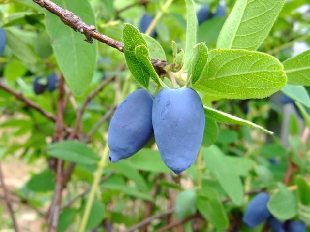 Featured image for “Blue Velvet Haskap Berry”