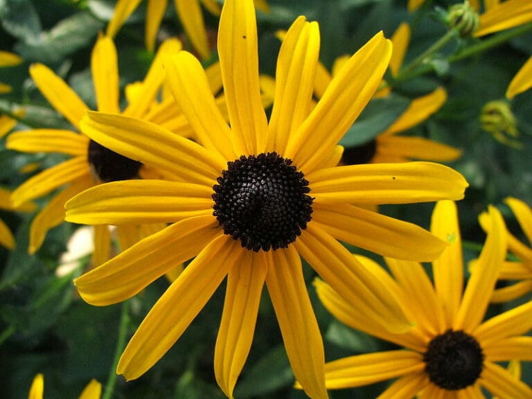 Little Gold-Star Black-Eyed Susan - Prairie Gardens