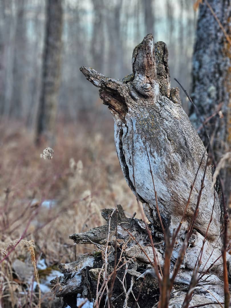 Featured image for “Bird Watching Photography Class Series”