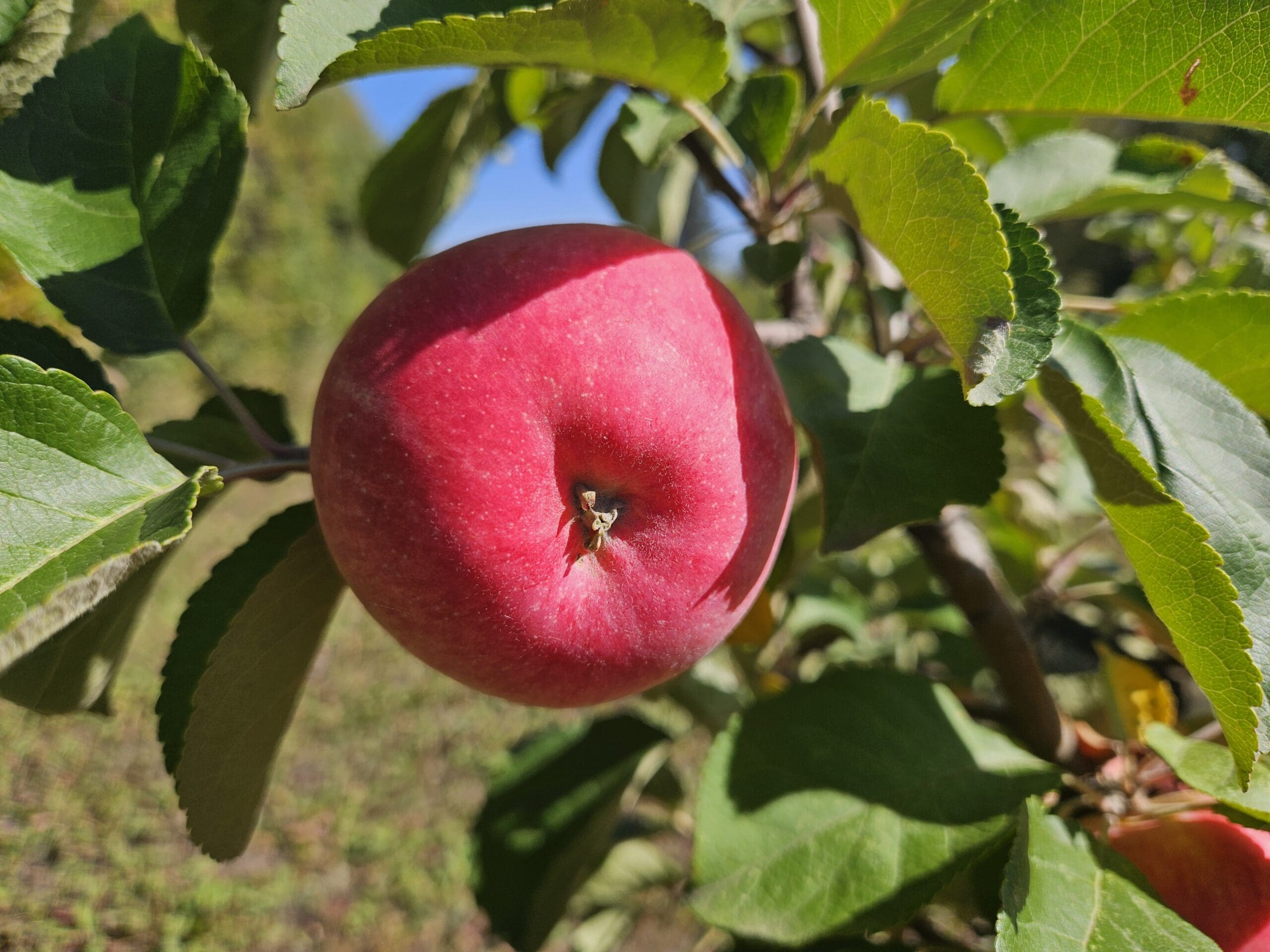 Featured image for “September Special Orchard Package”