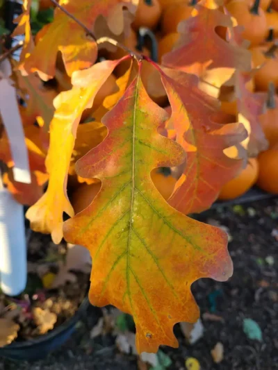 Admiration Hybrid Oak