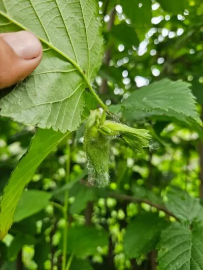 Beaked Hazelnut