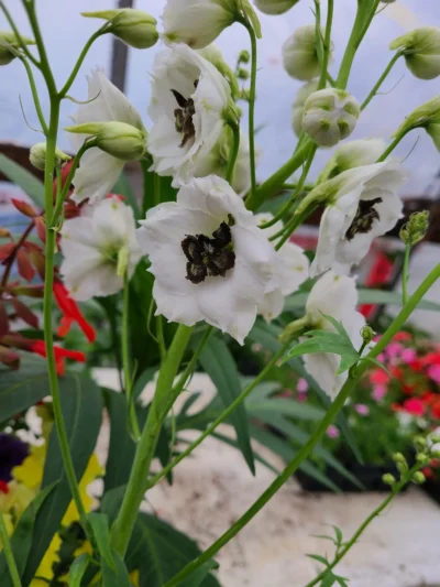 Delphinium Black Eyed Angels