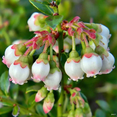 'Pink Icing'™ Blueberry