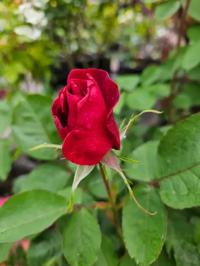 Canadian Shield Rose