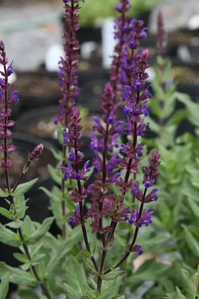 Caradonna Salvia