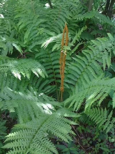 Cinnamon Fern