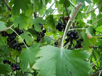 Clove Black Currant