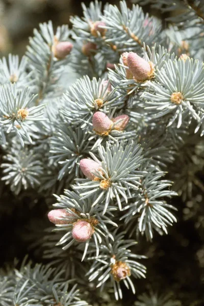 Crystal Blue Spruce