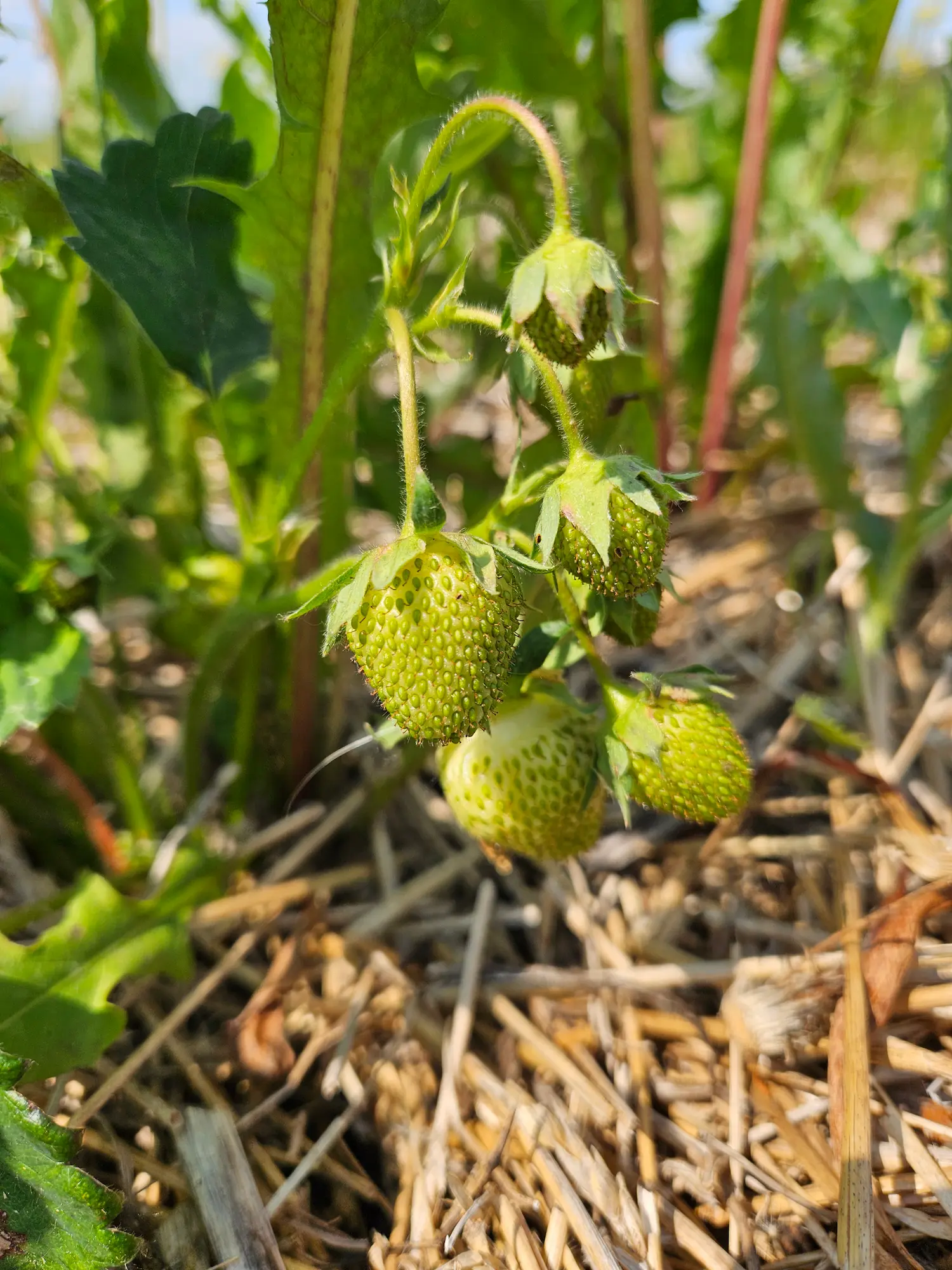 Blueberry classification chart