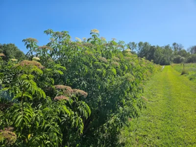 Elderberry, Bob Gordon