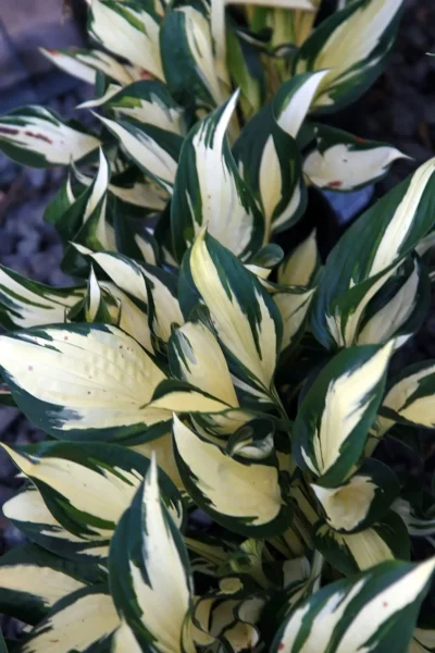 Fire and Ice Hosta