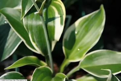 First Frost Hosta