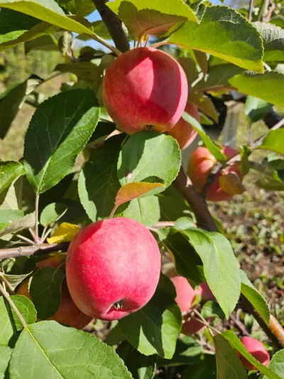 Dwarf Red Gemini Apple