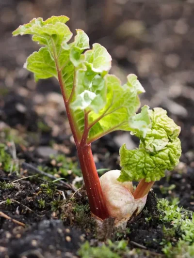 Glaskins Perpetual Rhubarb