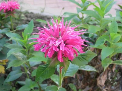 Grand Marshall™ Bee Balm