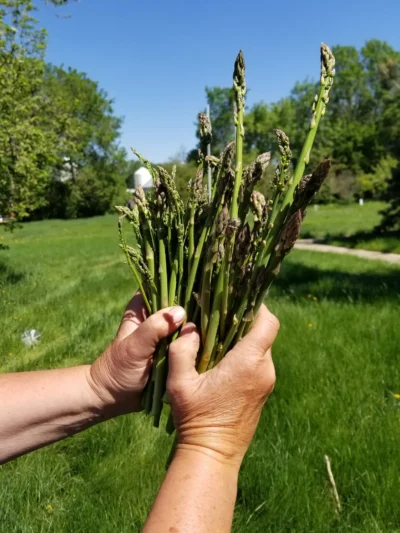 Asparagus Eclipse