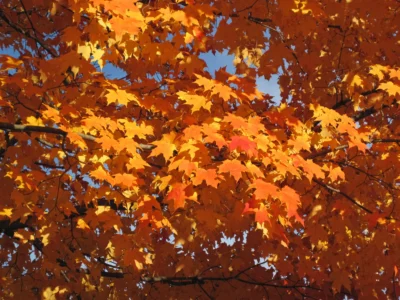 Inferno® Sugar Maple