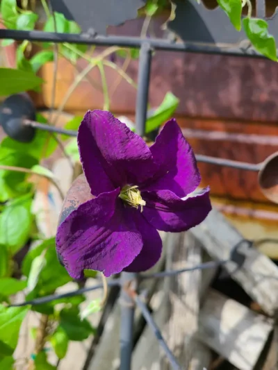 Jackmanii Clematis