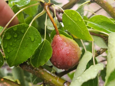 Julienne Pear