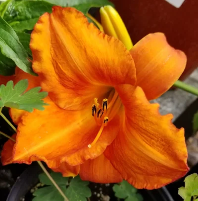 Mauna Loa Daylily