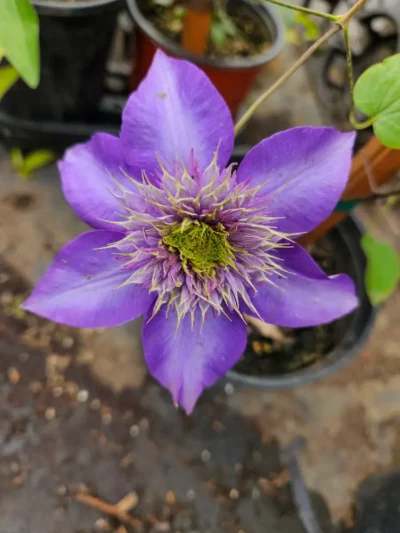 Multi Blue Clematis - Image 2