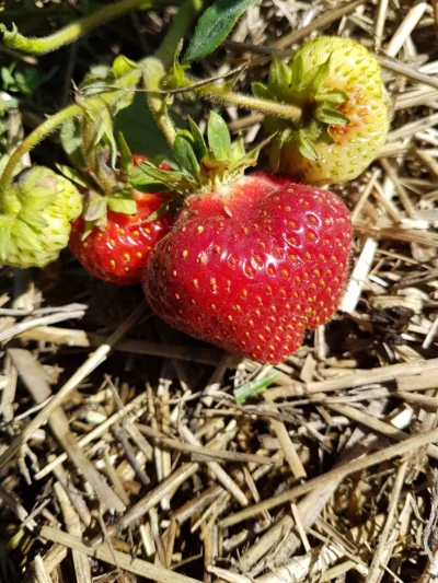 Growing Things! A Beginner's Guide to Strawberries - Image 2