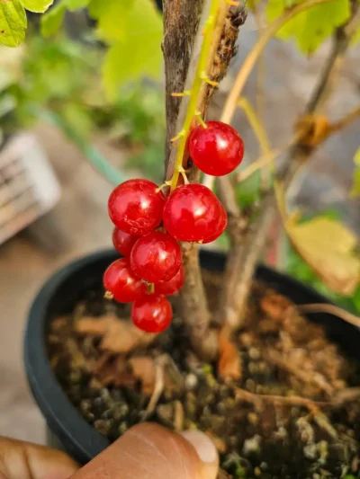 Rovada Red Currant