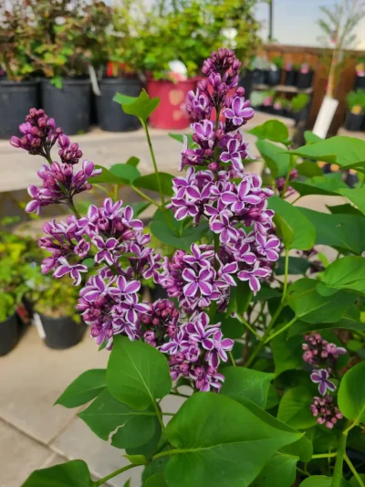 Sensation French Lilac