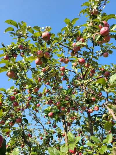 Whole Darn Acre Orchard Package