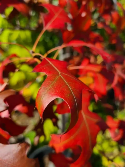 Shooting Star™ Northern Pin Oak