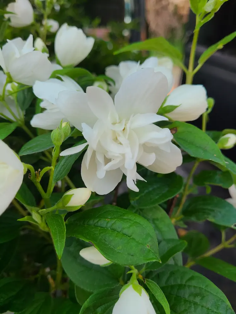 Featured image for “Snowbelle Dwarf Mock Orange”