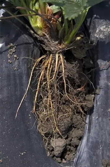 Blueberry classification chart