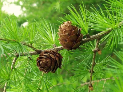 Weeping Larch