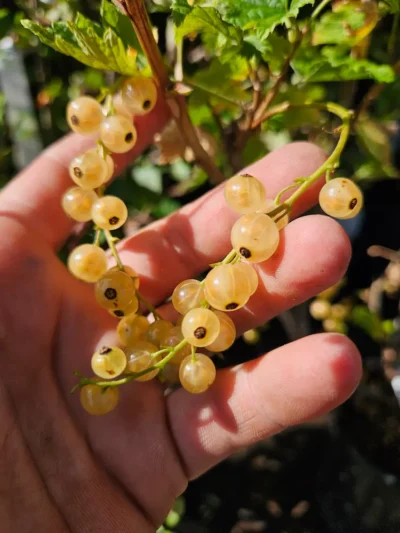 White Currant