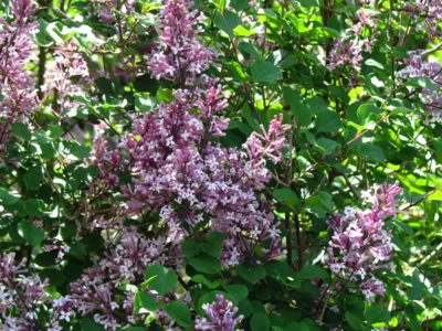 Bloomerang Purpink Lilac