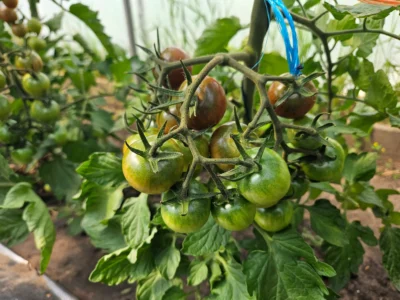 Farm Fresh Tomatoes - Image 6