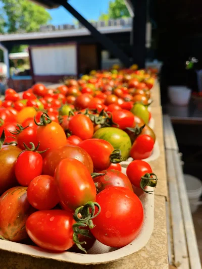 Farm Fresh Tomatoes - Image 3