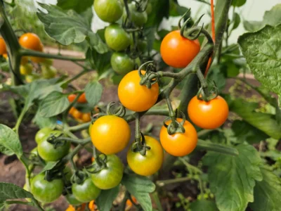 Farm Fresh Tomatoes - Image 2