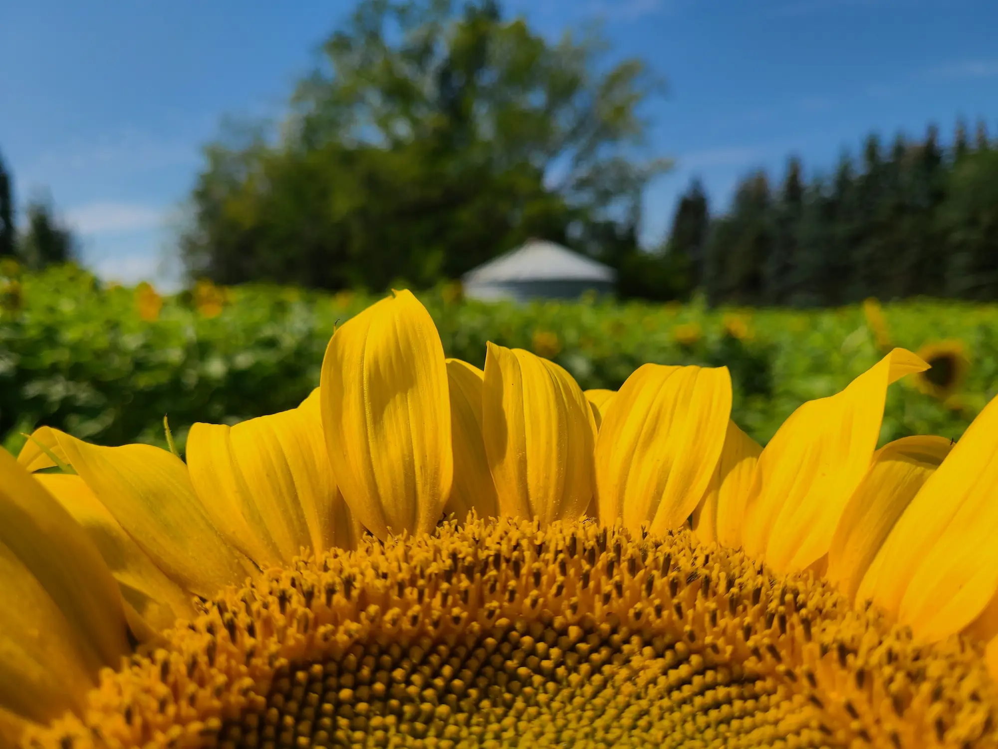 Featured image for “June is Here – Edmonton Gardening Checklist”