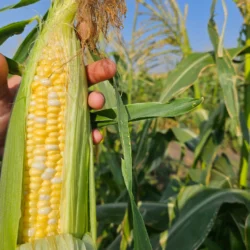 Sweet Corn