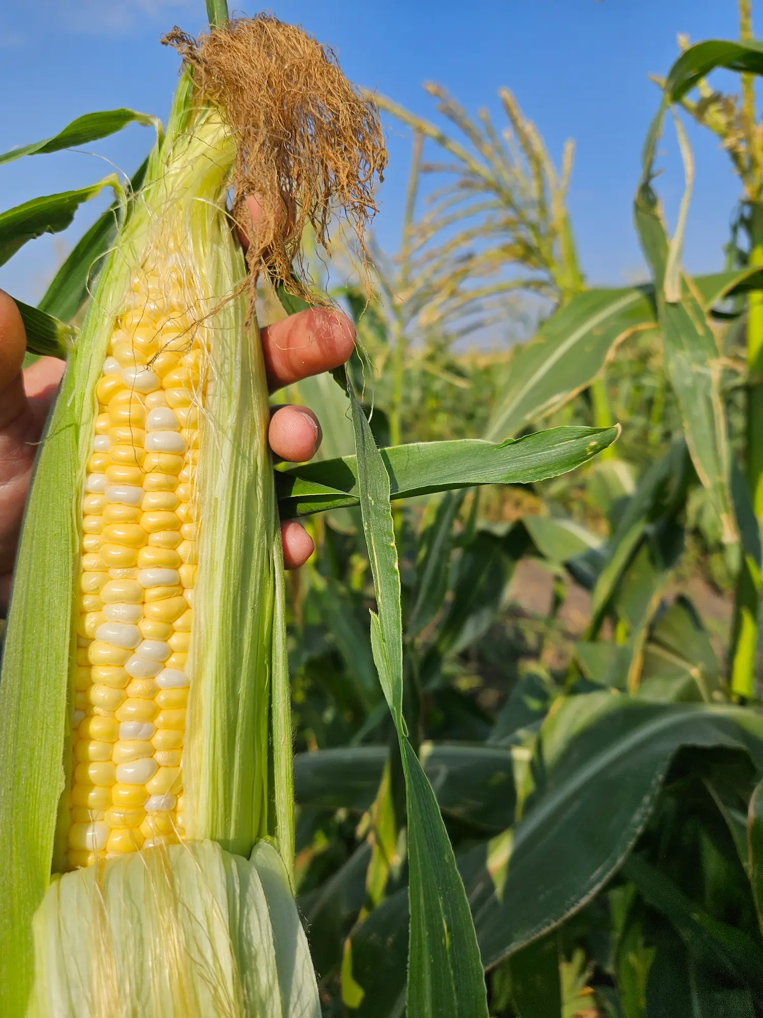 Featured image for “Sweet Corn”