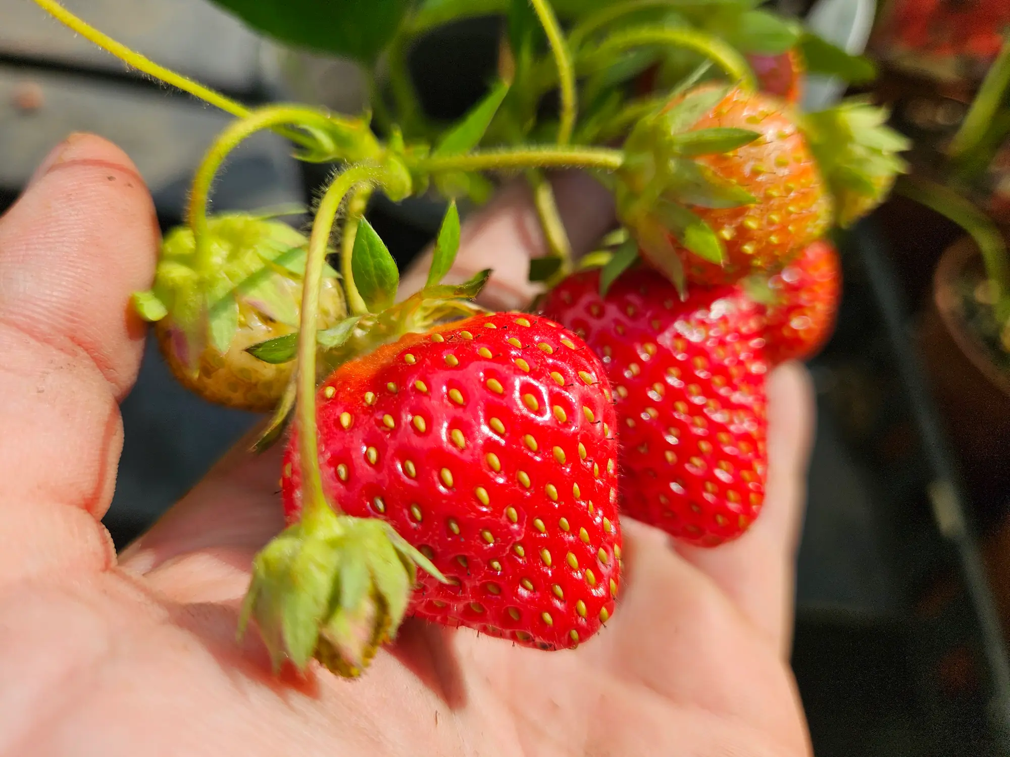 Featured image for “Strawberry AC Wendy (July Bearing)”