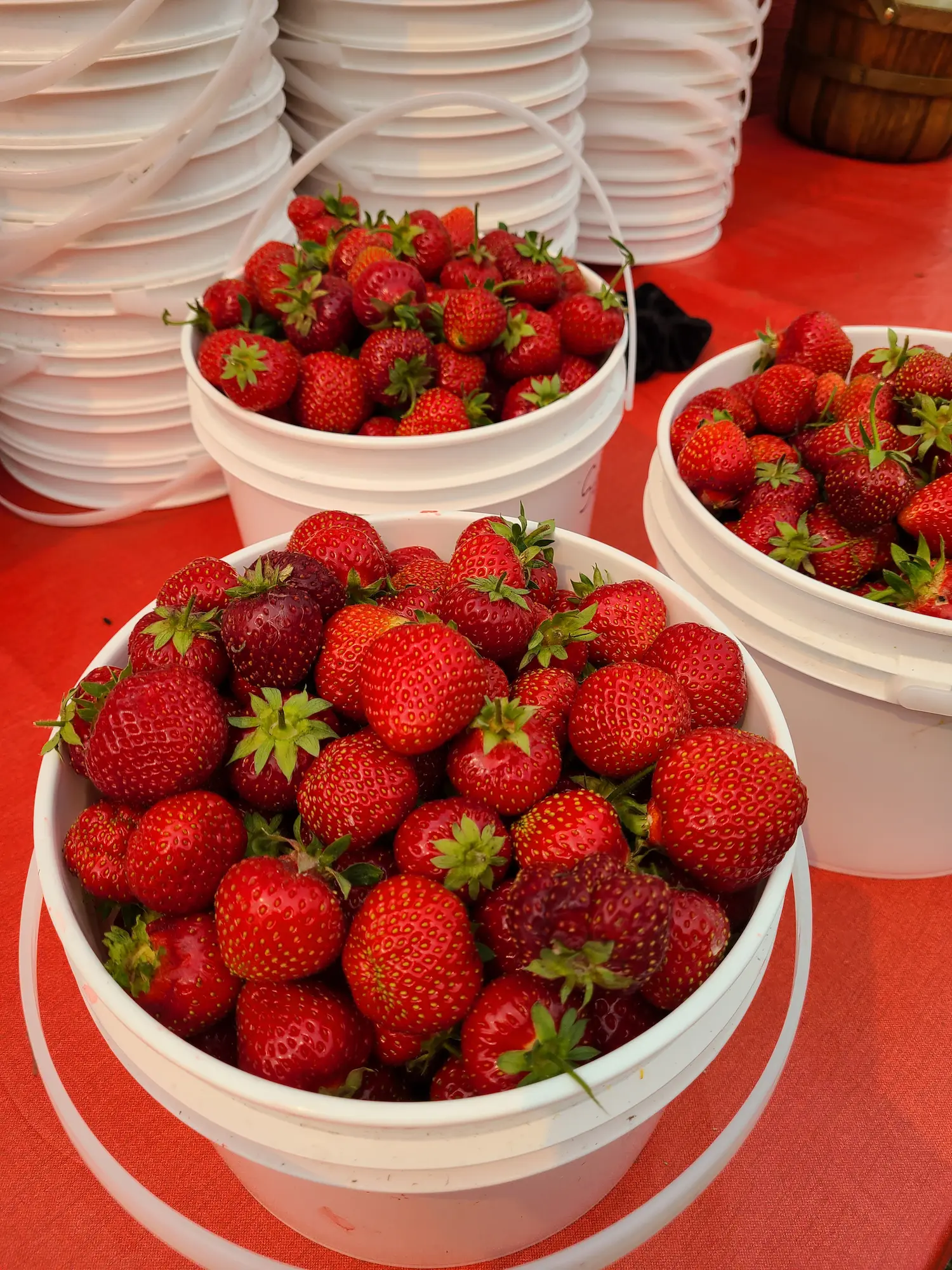 Featured image for “Cherry Berry Strawberry”