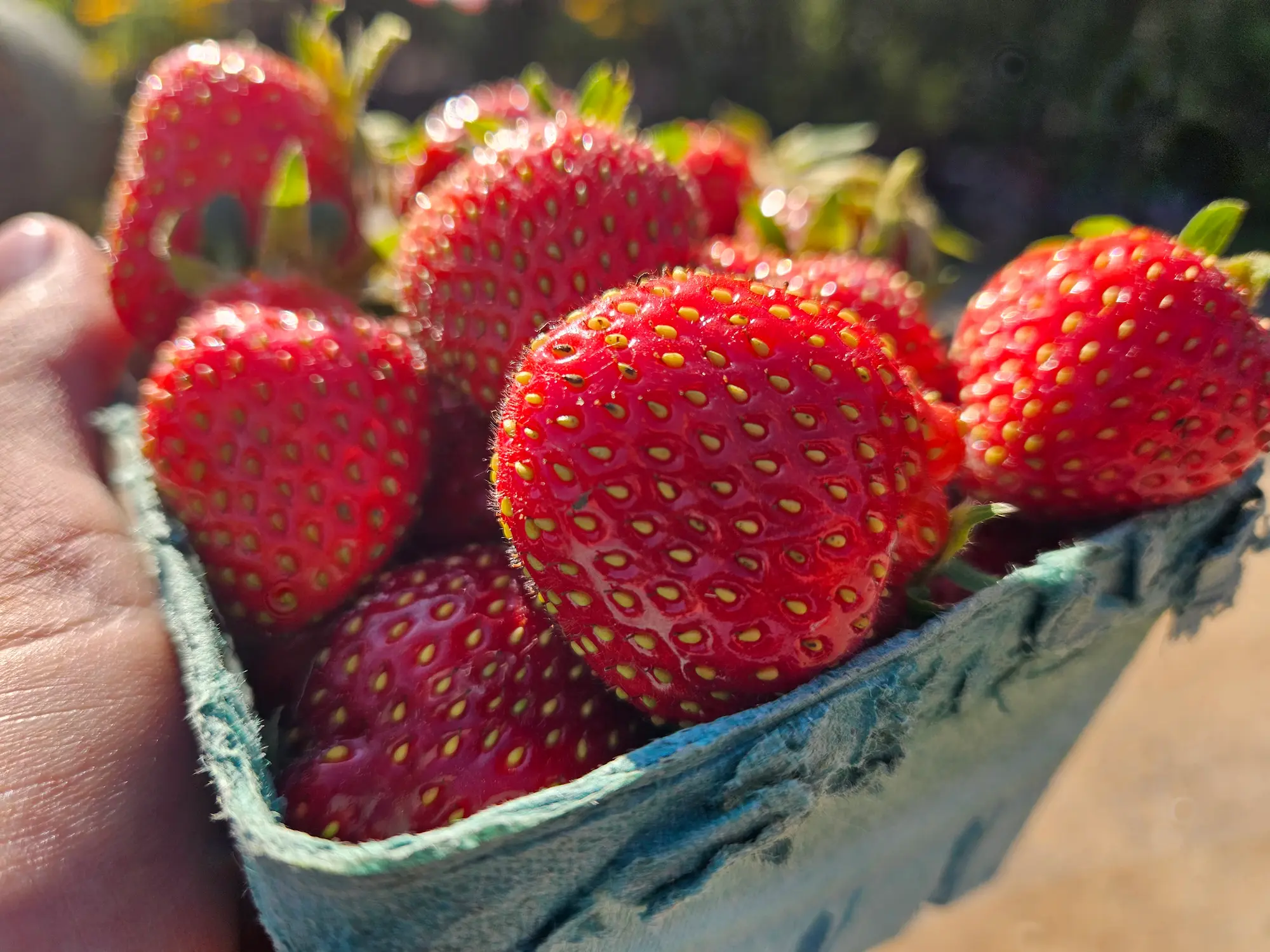 Featured image for “Strawberry Seascape (Everbearing)”