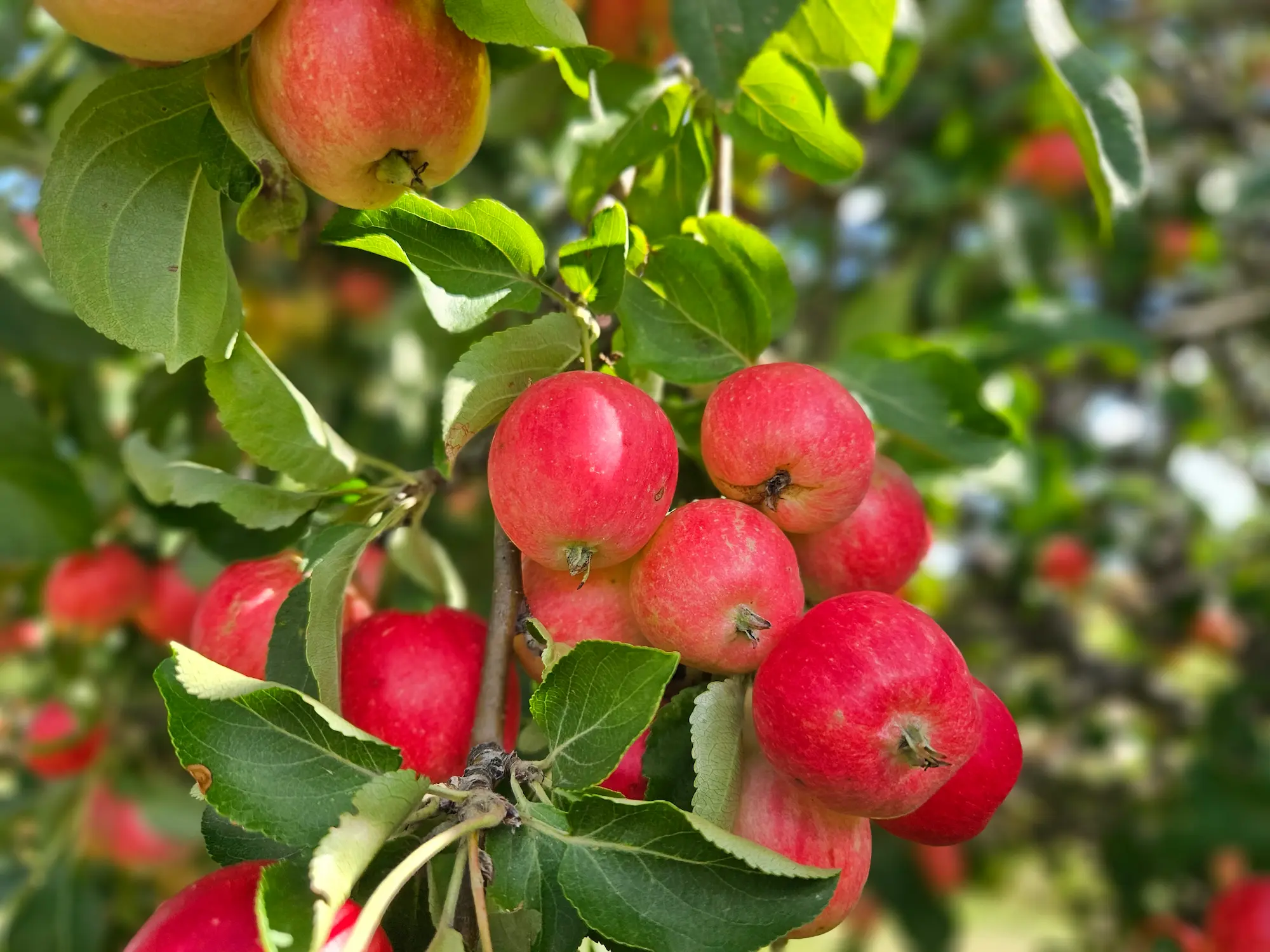 Featured image for “Rescue Applecrab”